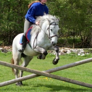 Tilly learning to jump