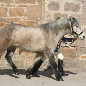 Cringe at state of pony.  She was stabled the night before but wasn't washed as still getting used to each other etc.