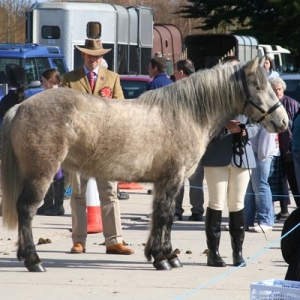 She stood very well and behaved immaculately for a first show - despite the state of her coat.  came 2nd out of 3 :)