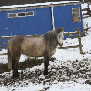 Tilly looking like a highland