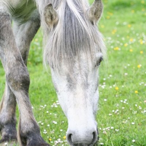 In field grazing - keeping a close eye on mum