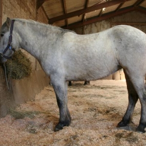 Tilly looking less of a highland than before (with spring coat).