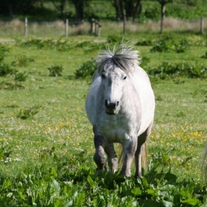 Back away slowly...from the punk!

She wouldn't come when called but the instant the other pony moved towards me  she was not happy and couldn't get close enough to me. rofl