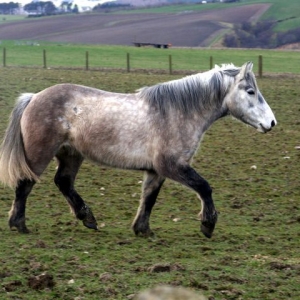 Oops.  Who chopped the tail?