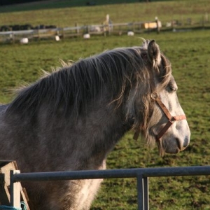 This was the day after she arrived.  The pony that "wouldn't" catch.  She put her foot through the gate when I left her field which is why I went back to her.
This is her after, saying, "what?  I didn't do nothing!"