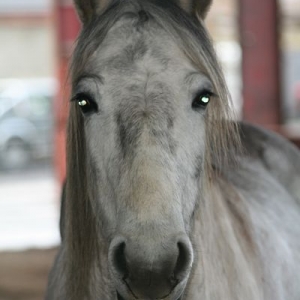 Wow!  This was after loose jumping!!!  Pretty Girl