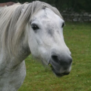 Ooh, don't upset the pony.