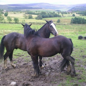 Shadow and friends horse having a good scratch...