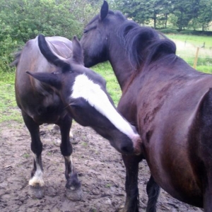 Shadow & friend