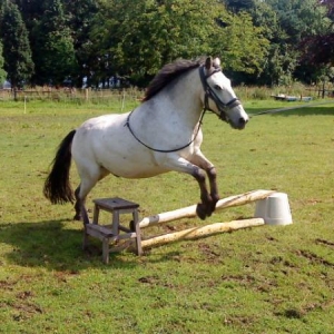 Show Jumper in the making!!