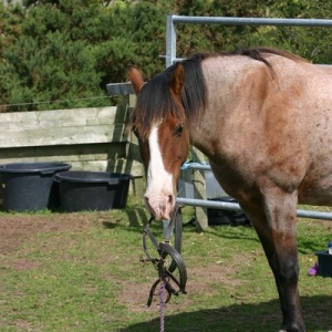 Comet - 12 Year Old Baby!!