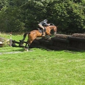 hedge
