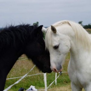 photo by arabmare x
