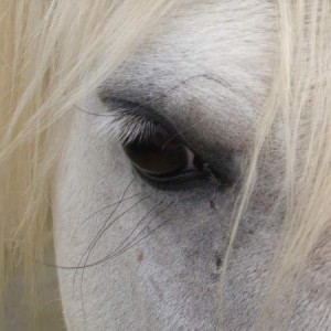 photo by arabmare x