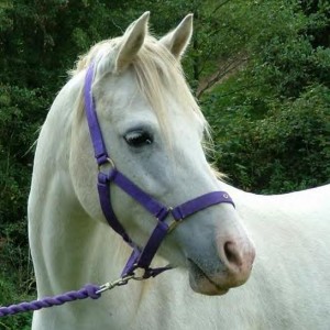 photo by arabmare x