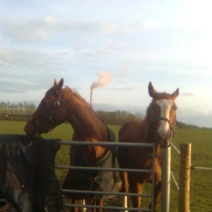 nope dont want to talk to you....you ate all the carrots!