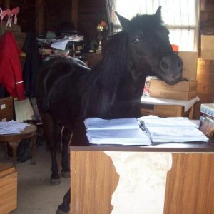 The receptionist