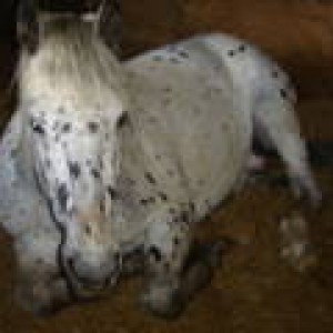 4 yr Gelding for sale. Lovely kind temperament working nicely in the school and showing very promising jump. Hacks out in a snaffle and has done a couple of fun rides.