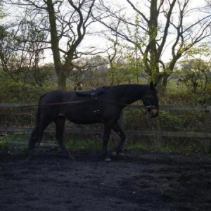 Media 'long reining' in album 'Martini'