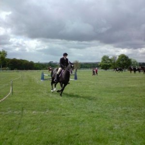 Riding Club Horse