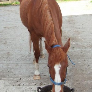 dawn eating front on