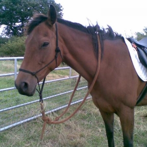 Lydiaa in her tack