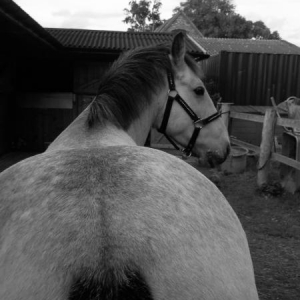 Pony Butt