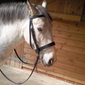 Sporting His New Bridle