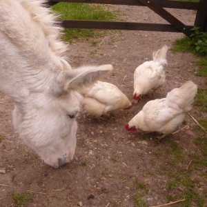 Laurie and hens