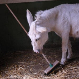 Laurie is such a helpful donkey