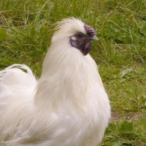 Silkie