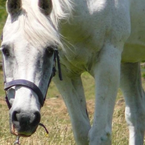 Dear old Merlin., with us until June 21st 2009 aged 32. and part of our family for almost 31 years. Sadly missed.