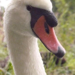 Seven up, our very handsome swan with one wing