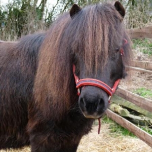 Bertie
