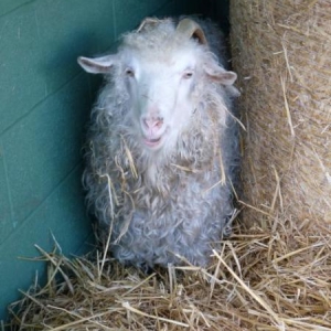 Oh Molly, come on out of there and say hello