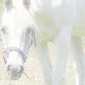 Dear old Merlin., with us until June 21st 2009 aged 32. and with us for almost 31 years. Sadly missed.