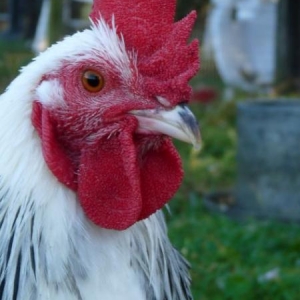 Chirpy Chick