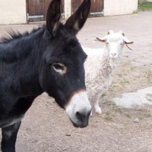 Pedro and Molly