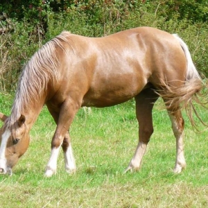 Beth grazing