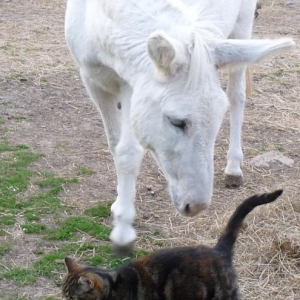 Noooooo Laurie, don't you dare bite Rosies' tail