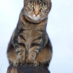 Rosie