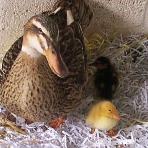 Mother duck