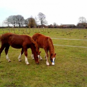 Grazing