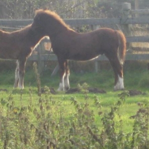 pair bonding