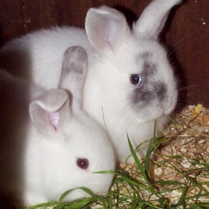 baby rabbits3