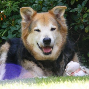 content doggy