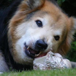 Someone is enjoying his bone