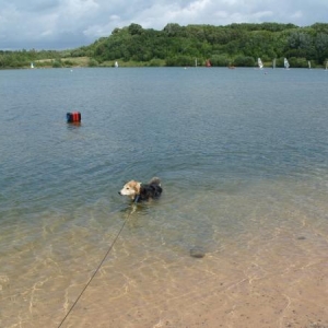 Baxter having a swim