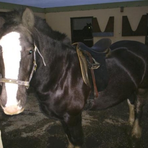 testing a saddle