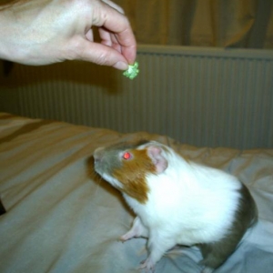 meet Biscuit, my latest edition, to the harem;)